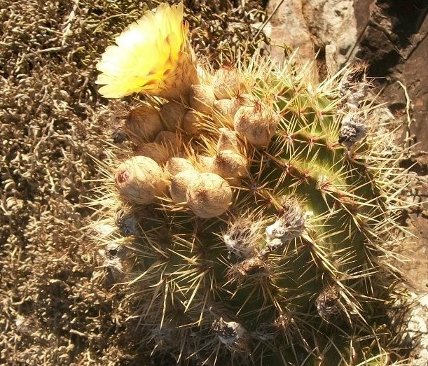 Notocactus floricomus Foto W. Duarte